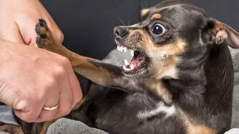 pet bites and attacks