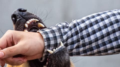 Dog biting a persons arm