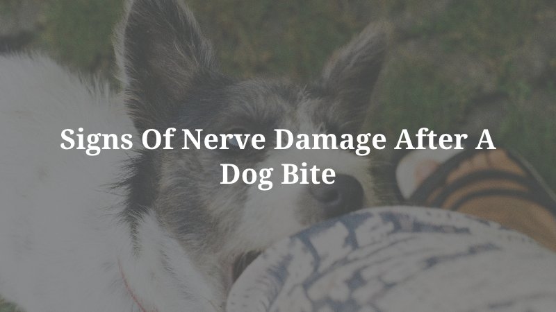 Signs of Nerve Damage after a Dog Bite